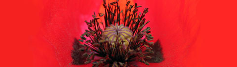 オリエンタルフローラル