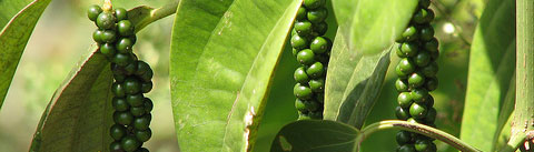 アロマティックスパイシー