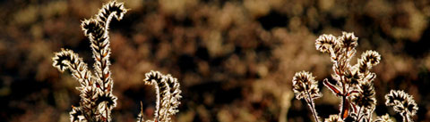 オリエンタルフゼア