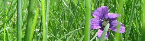 フローラルグリーン