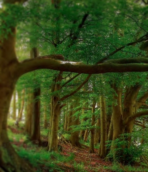 Precious Forest Keiko Mecheri für Frauen und Männer