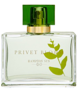 Privet Bloom Hampton Sun de dama