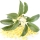osmanto japonés (olivo oloroso japonés)