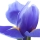 iris blanco