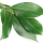 hoja de laurel