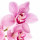 Orquídea selvagem