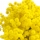 Mimose