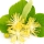 flor de azahar del limero