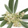 flor del olivo