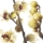 Chimonanthus or Wintersweet