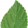 Lantana leaf