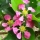 Acerola blossom