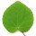 Katsura leaf