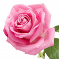 Pink Rose