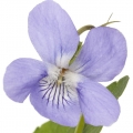 White Violet