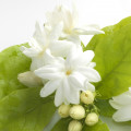 Water Jasmine