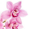 Orquídea baunília