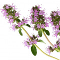 Clary Sage