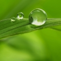 Green Leaves