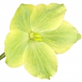 Hellebore flower Hellebore flower