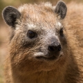 Hyrax