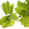 Vine Vine