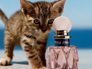 Miu Miu L&rsquo;Eau Ros&eacute;e Miu Miu 女用 图片