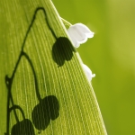 ://.fragrantica.ru/index.php?view=novost novost=4174