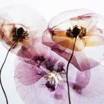 Zara Fragrances: Radiant Woods, Deep Vanilla, Sunrise Rose