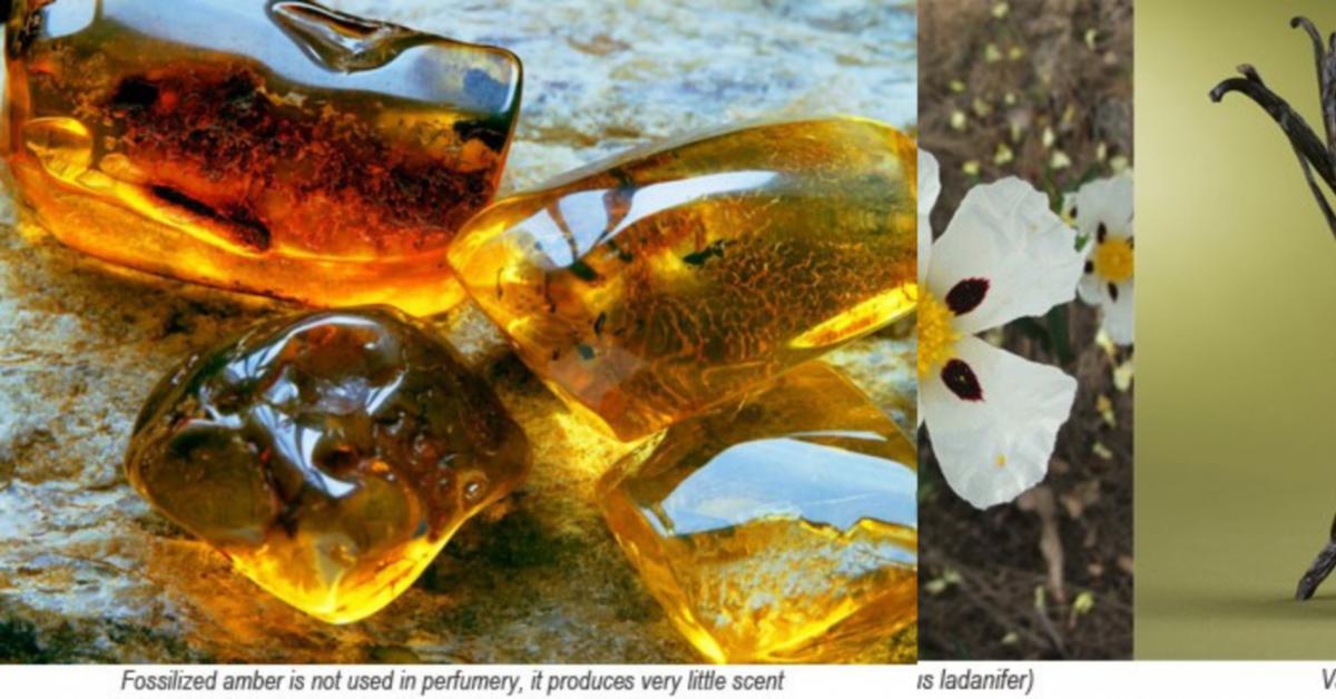 What is amber anyway? Raw Materials