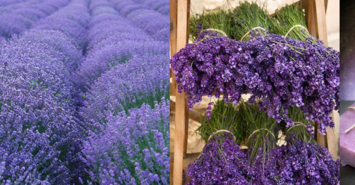 Lavender Raw Materials