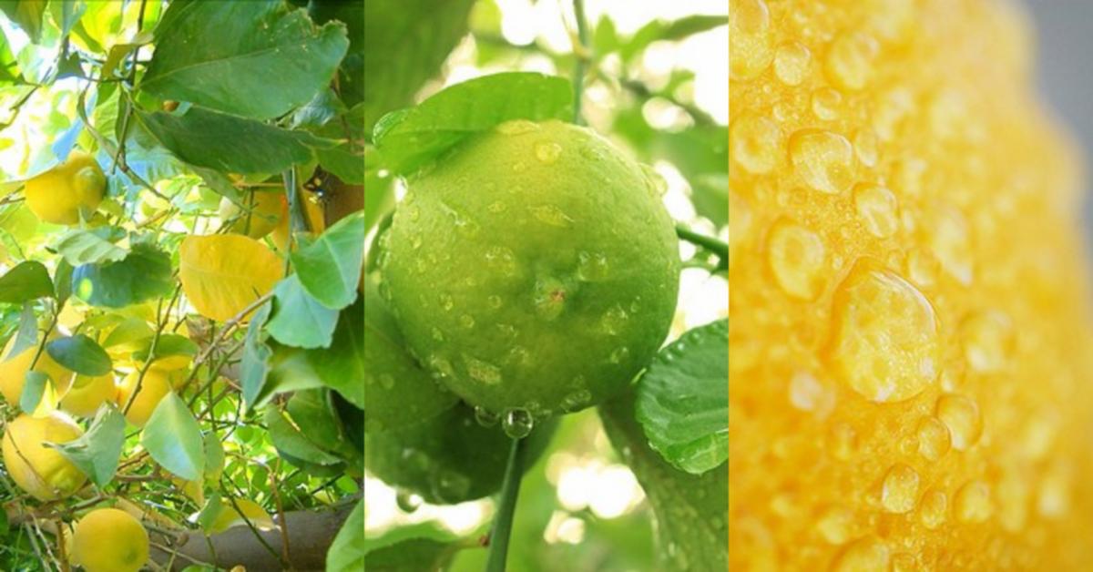 Lemon in Perfumes ~ Raw Materials