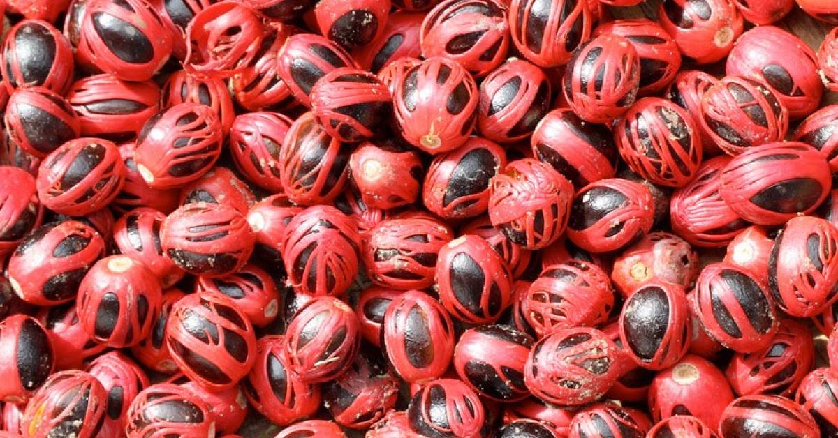 NUTMEG and MACE Natural Perfumes