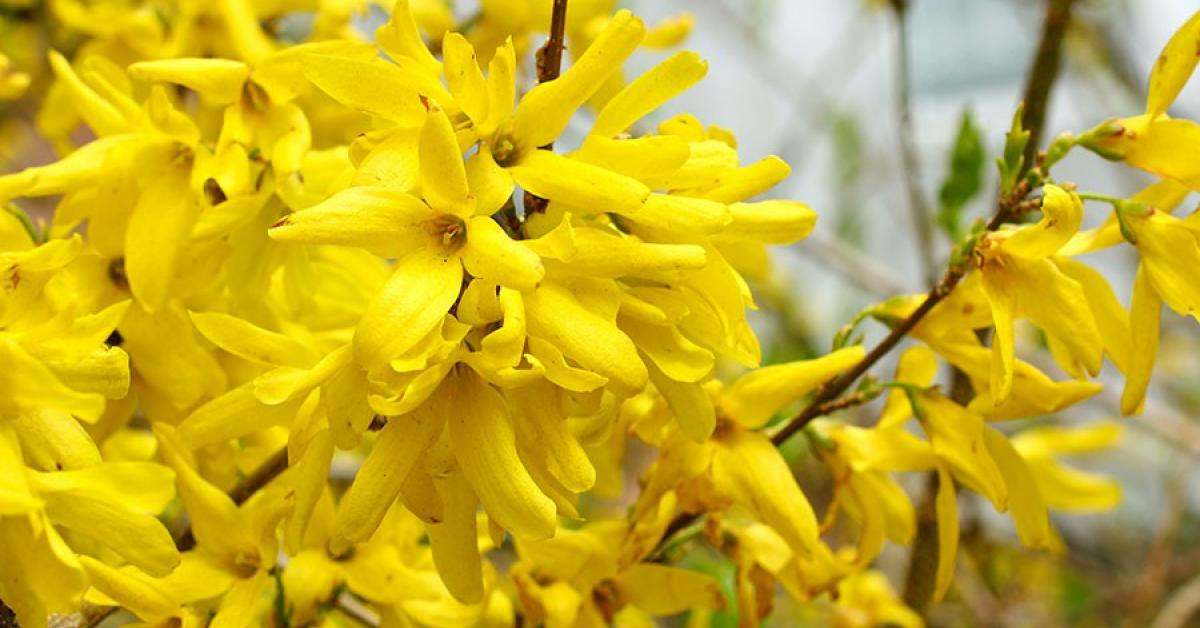 What Fragrances Are Made of: Givaudan, Part 3 ~ Interviews