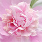 Blushpinkpeonies