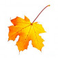 One leaf of autumn