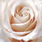 Caramel Demeter Fragrance perfume - a fragrance for women