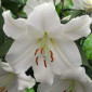 Fragrant Lily