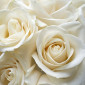 rosesblanches
