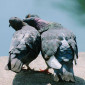 Italian pigeon musk