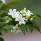 FloralJasmine