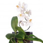 Orchids55