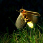 likefireflies