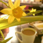 daffodilsandcoffee