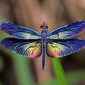 Dragonflywings