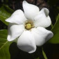 dark-gardenia