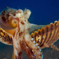 Octopuscentus