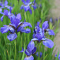 Poudre'iris