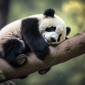 Sleepy_Panda