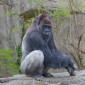 A western lowland gorilla